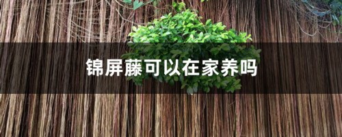 锦屏藤可以在家养吗