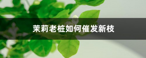 茉莉老桩如何催发新枝