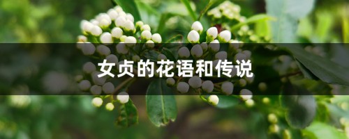 女贞的花语和传说