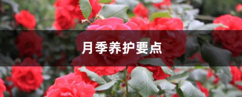 月季养护要点