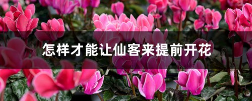 怎样才能让仙客来提前开花